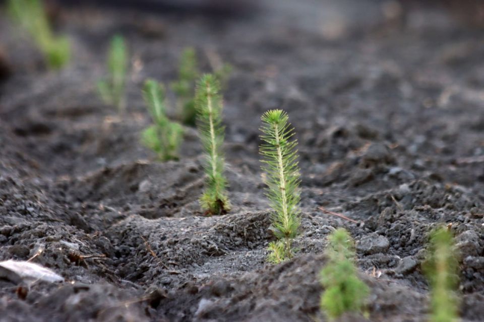В ДНР завершается масштабная работа по высадке новых лесов в рамках нацпроекта «Экологическое благополучие»