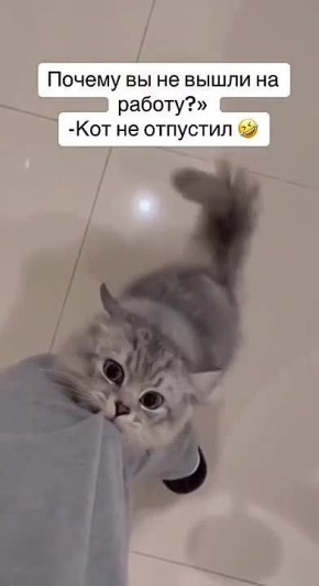 Вот так и уходи на работу, когда есть кот