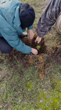 По партийному проекту Единой России активисты ТОС «Осыково» совместно с «Движением первых» Осыковской школы произвели высадку саженцев деревьев в близи памятников погибшим в Великой Отечественной войне