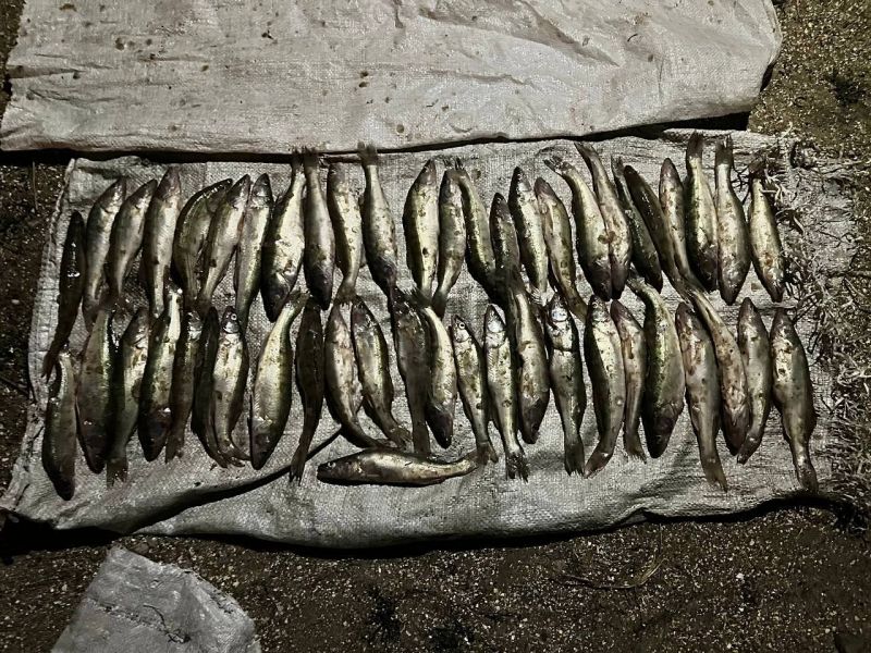 � ����������� ����������� �������� ���� ����������� ������ ����