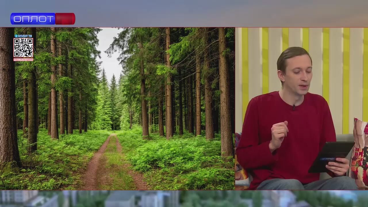 В ДНР завершается масштабная работа по высадке новых лесов в рамках нацпроекта «Экологическое благополучие»