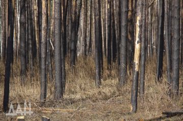 Битва за «зеленый щит». Донбасс взял курс на лесовосстановление, несмотря на бои