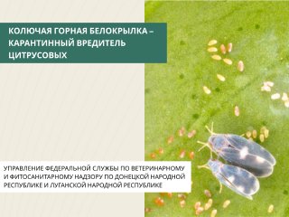 Колючая горная белокрылка — карантинный вредитель, который повреждает цитрусовые культуры, розы, виноград и саженцы яблони