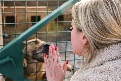 В Донецке за год нашли временный приют более 5 тысяч бездомных собак