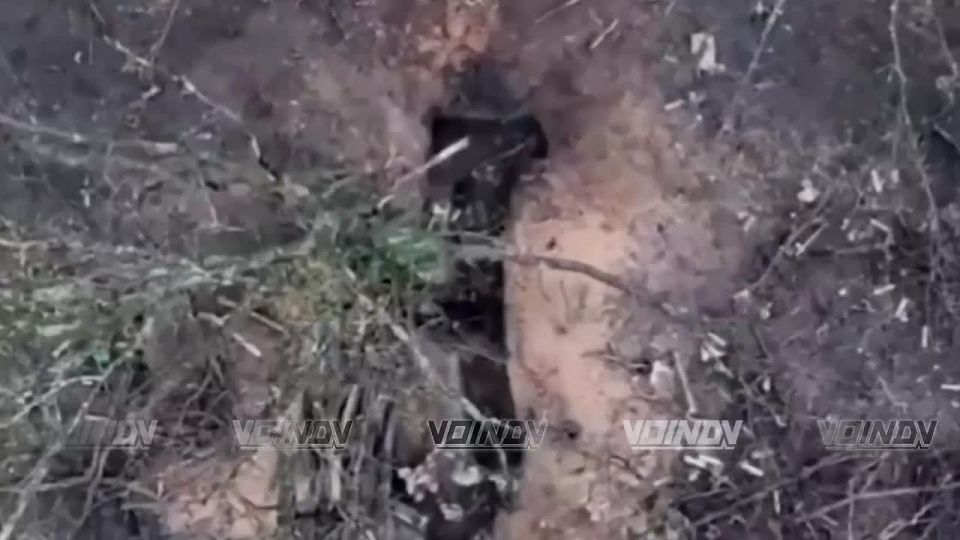 ��������� 36 ����� ����������� ����� "������" ���������� ���������� ����� ���� ���������� � ���� �������������� 5 ��������� ������� ��� � ������ �� ����������