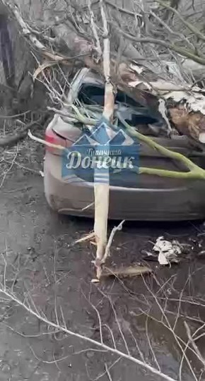 Дерево рухнуло на автомобили на ул. Крамарчука, 4
