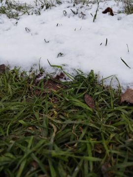 Первый снег к нам ненадолго