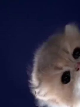 Внимание! Вас разбудил пушистый будильник