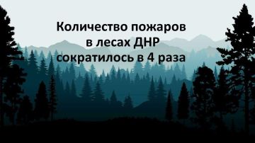 В 2025 году в лесах ДНР количество возгораний сократилось в 4 раза