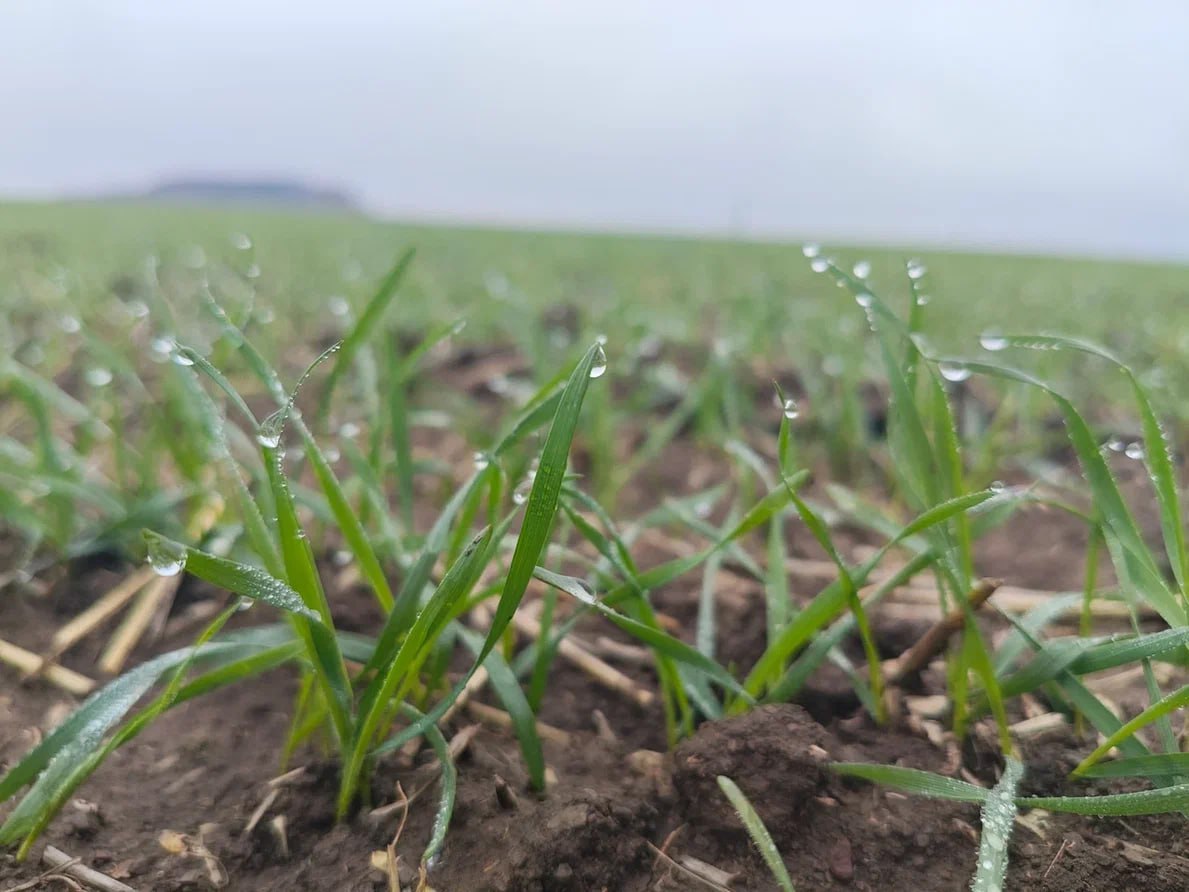 В ДНР взошло более 90% посевов озимых культур