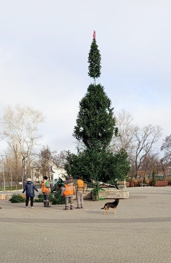 В парке "Веселка" собирают ёлку