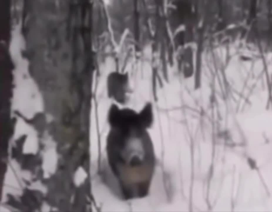 ����� ������� � ������� ������������ �������� ����� �ڻ