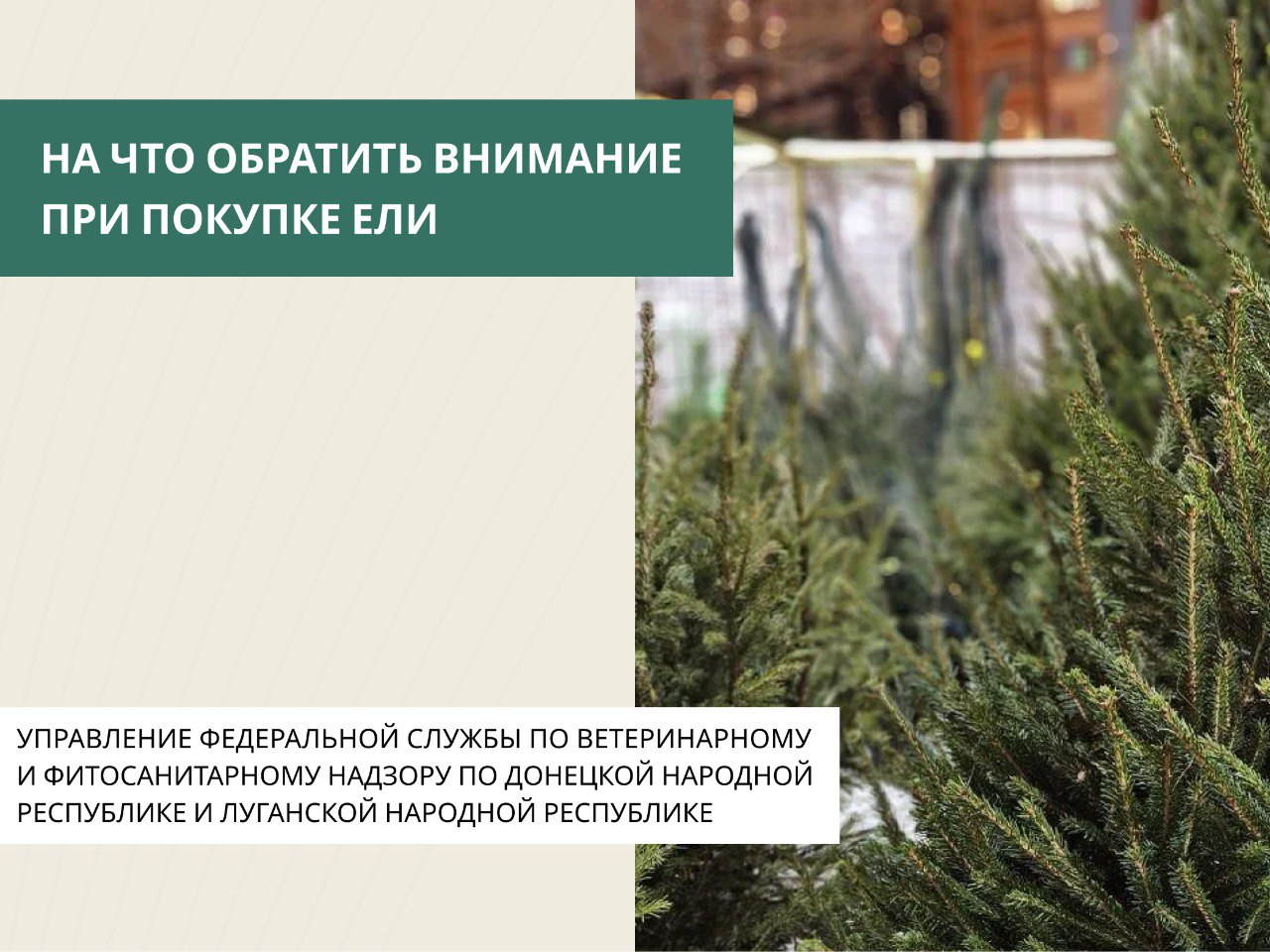 Главное украшение Нового года – это ёлка