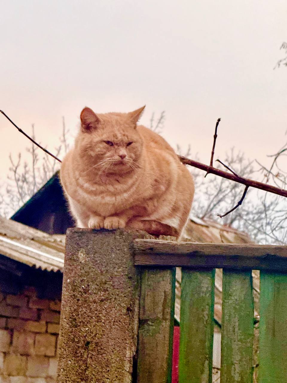 Виктория Мельникова: Всем категорически доброго дня от сурового донецкого кота