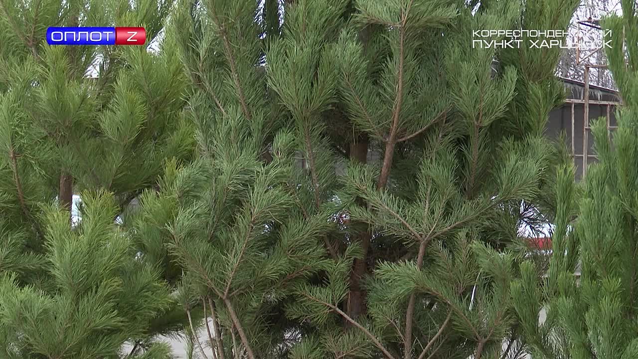 Открытие ёлочных базаров. До Нового года остаётся ровно 2 недели и во многих городах республики уже открылись первые ёлочные базары