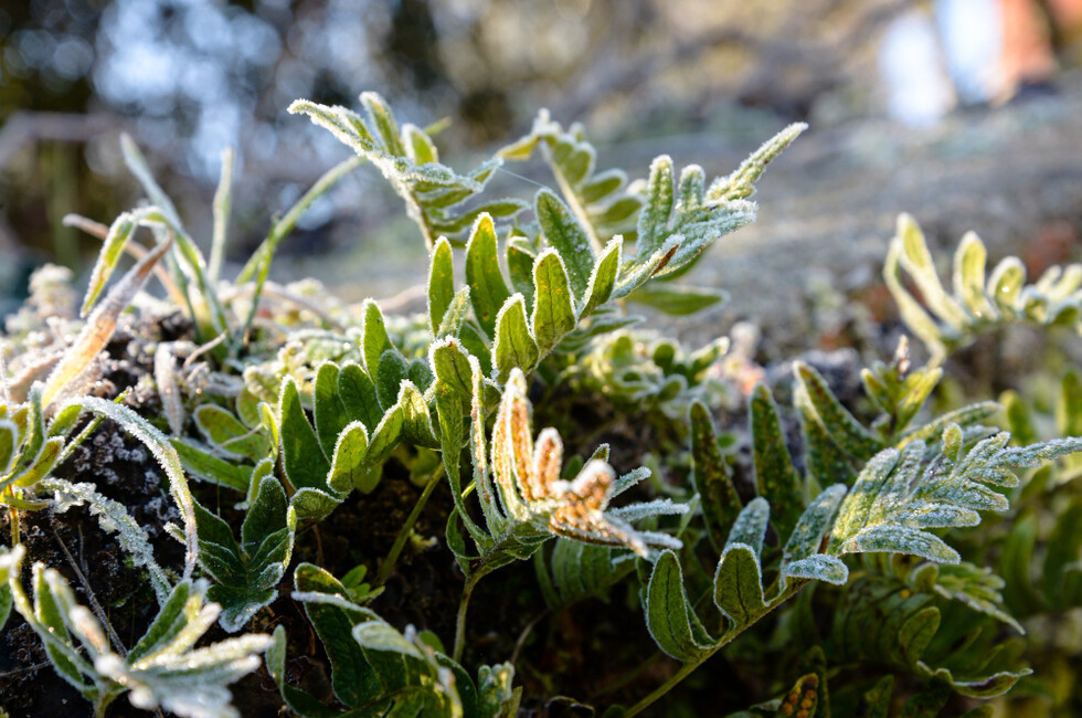 Агрономы ДНР назвали риски теплой зимы для растений и дали советы по их защите