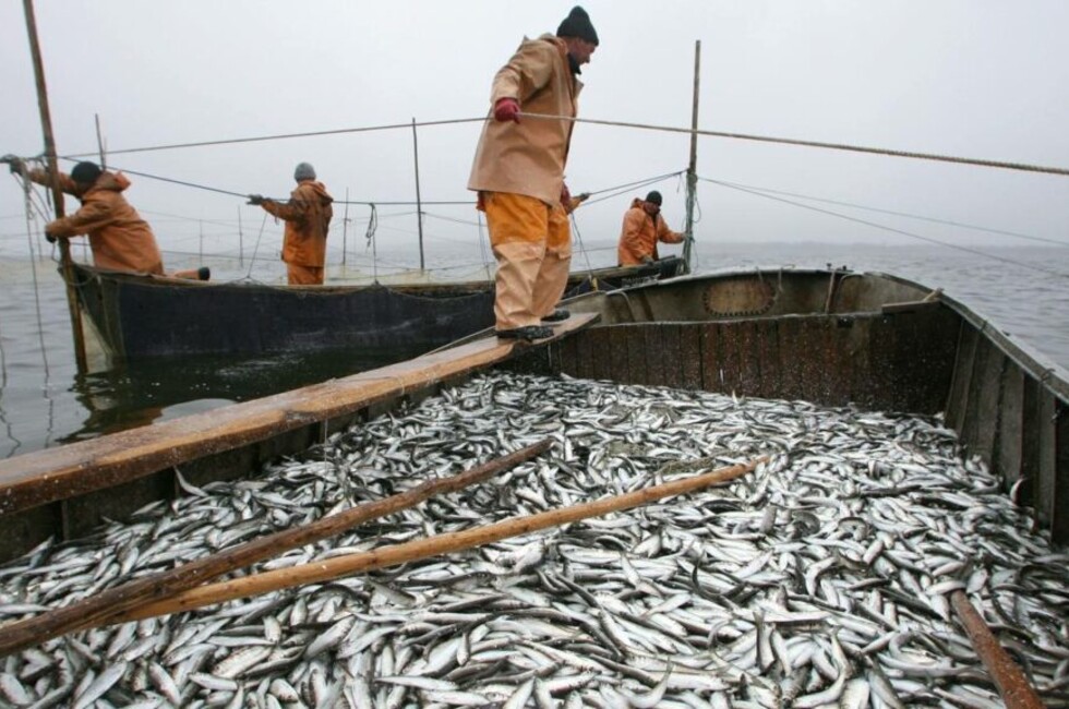 Путин объяснил, почему государство не регулирует цены на рыбу