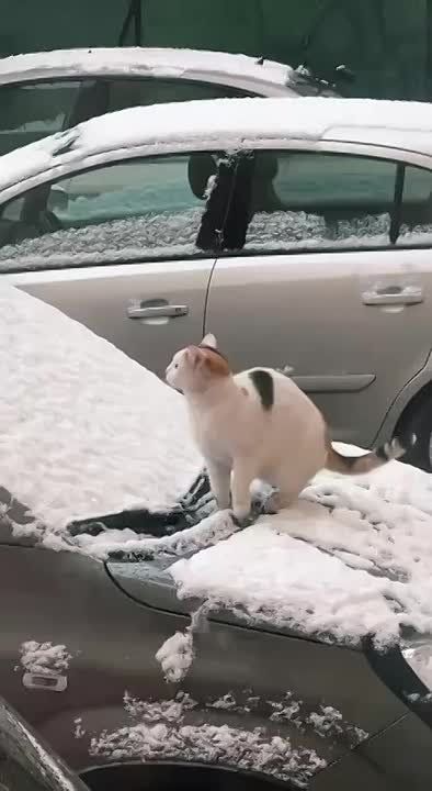 ����� �� ���� ������ ����������: