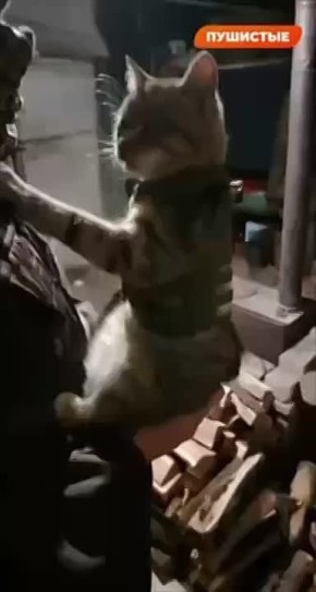 ���� ���� �� �������� ����� �����������