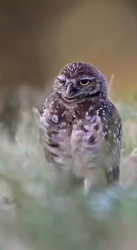 ��������� ����, ���������!