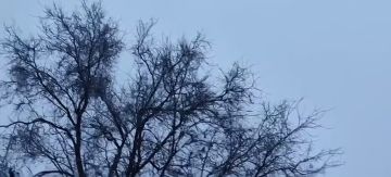 ����� ������ ���������: ��������� ���������� ���� ��������� ���� ��. ������ � ������������ �����������