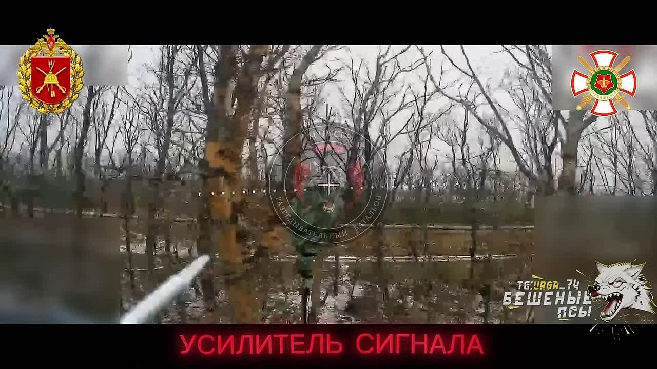 Разведывательный батальон бригады «Бешеные псы» продолжает уничтожать средства связи, наземные робоплатформы, бронетехнику и укреплённые укрытия с личным составом 42-й бригады ВСУ на Покровском направлении