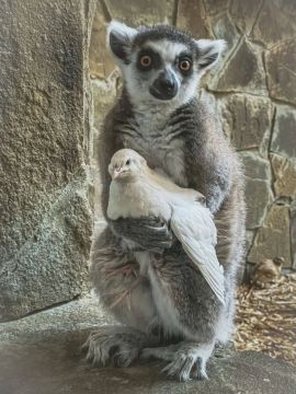 � ���������� �������� ����� ������ ���������� ������: ����� ����� ����� ���� ����� ������� ���� � ������ ������