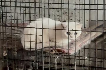 ��������� �� ��� ������ ���������� �������� �� ����������� ������-������������