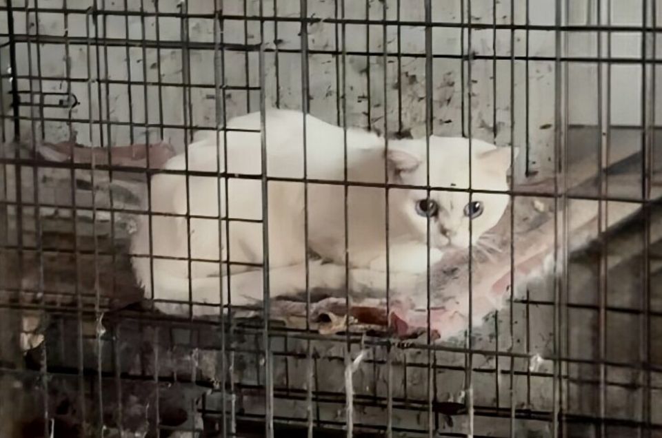 Волонтеры из ДНР спасли нескольких животных из ростовского приюта-«концлагеря»