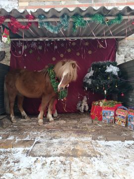 Новогодняя фотозона в Мариупольском конном клубе