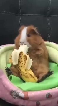 ��������� ��������. �� �������� ��� �������