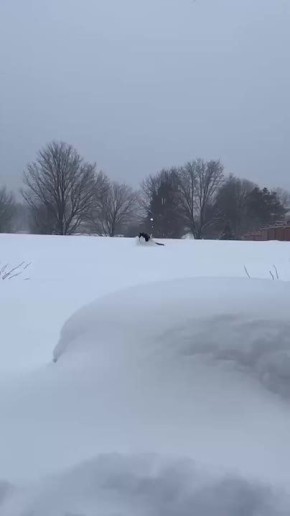 Скоро на всех улицах ДНР. Вы выпускаете своих пушистых на улицу?