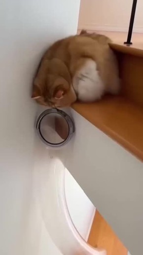 Очередной котопорт доказал, что коты - это жидкость