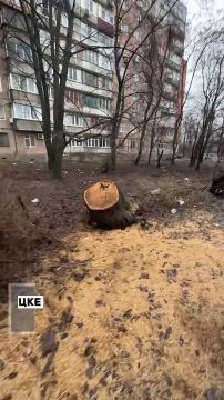 Сухостой летает по всему Донецку…