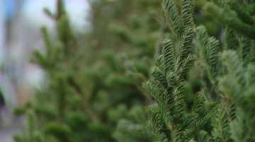 Минприроды ДНР приглашает присоединиться к Всероссийской акции «Ёлочный круговорот»