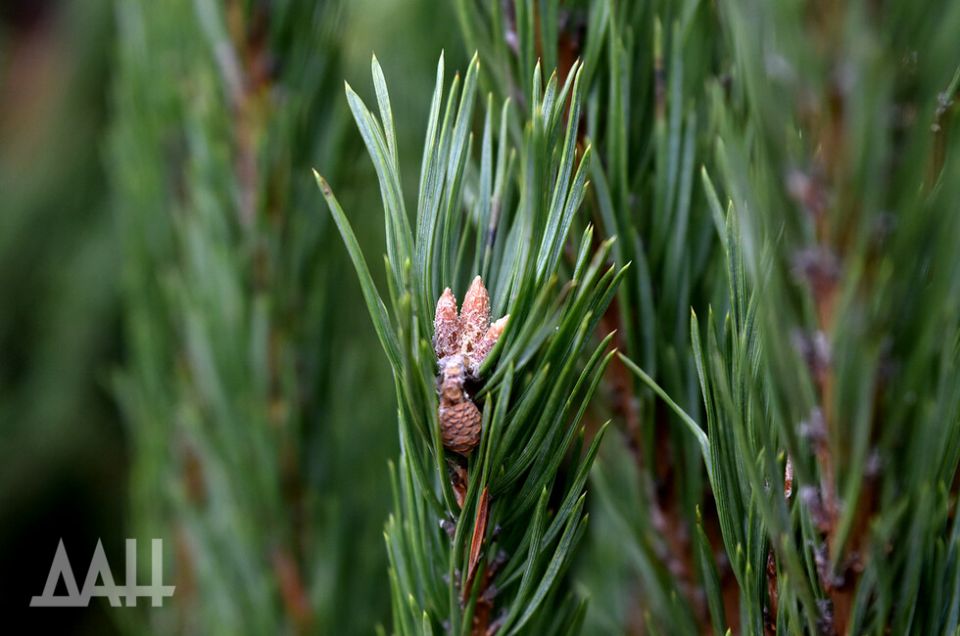 Утилизируем с пользой. В ДНР можно сдать ёлку на переработку