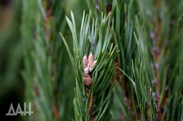 ����������� � �������. � ��� ����� ����� ���� �� �����������