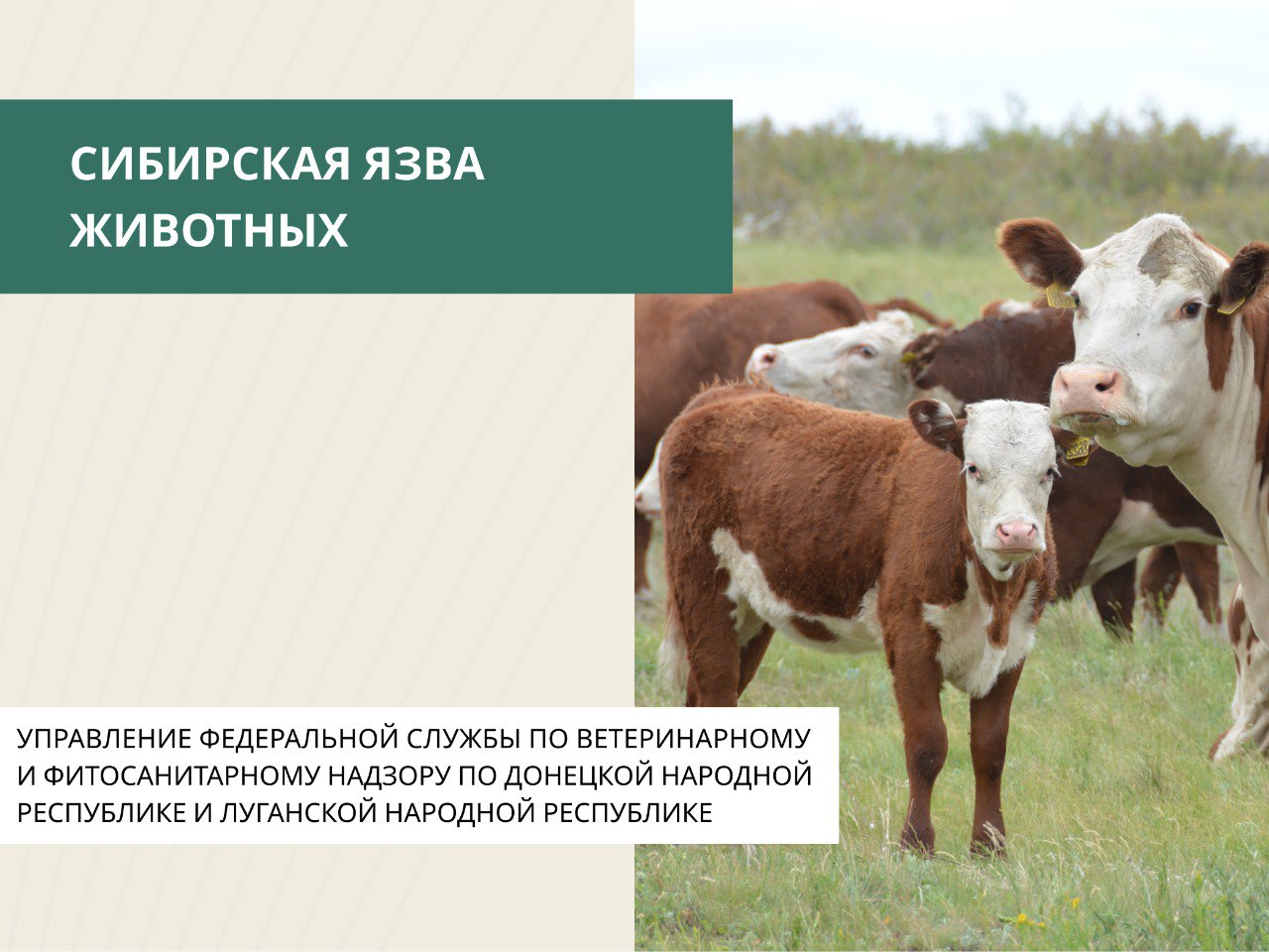 Сибирская язва — опасное инфекционное заболевание животных, которое может передаваться человеку