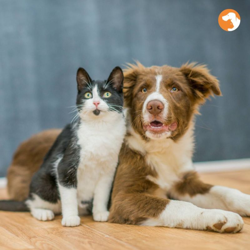 ������� ���������� ������������ �� ������������ ����������� ����� � �����