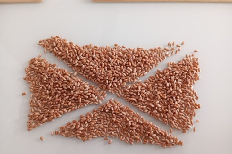 Лаборатория Россельхозцентра в ДНР проходит аккредитацию в нацсистеме