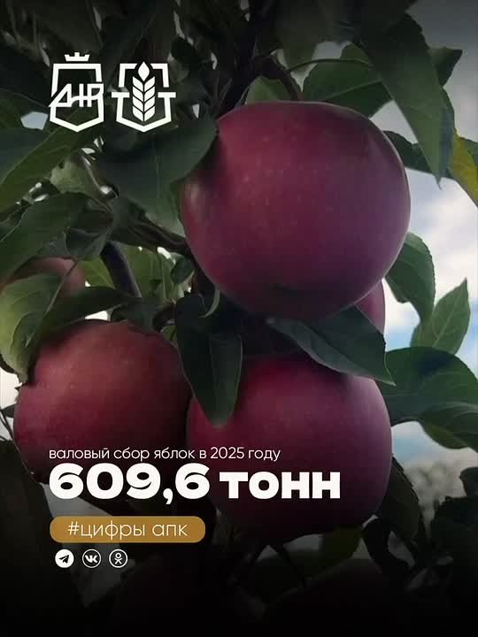 Валовый сбор яблок в 2025 году составил более 609 тонн