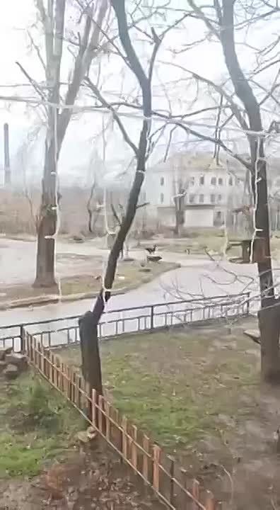 Стая собак терроризирует жителей Зугрэс