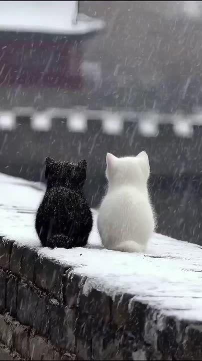 Доброе утро.. МФЦ ДНР желает вам бодрого и вдохновляющего начала морозного понедельника! Пусть этот день, словно свежий зимний воздух, принесет ясность мыслей и заряд энергии для достижения всех намеченных целей