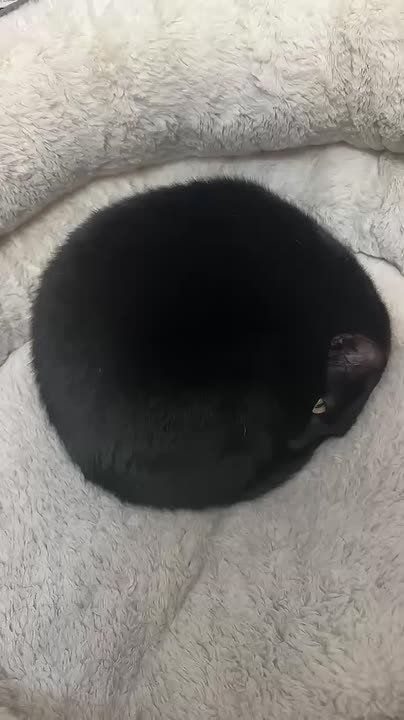 Очевидцы засняли идеальный круг