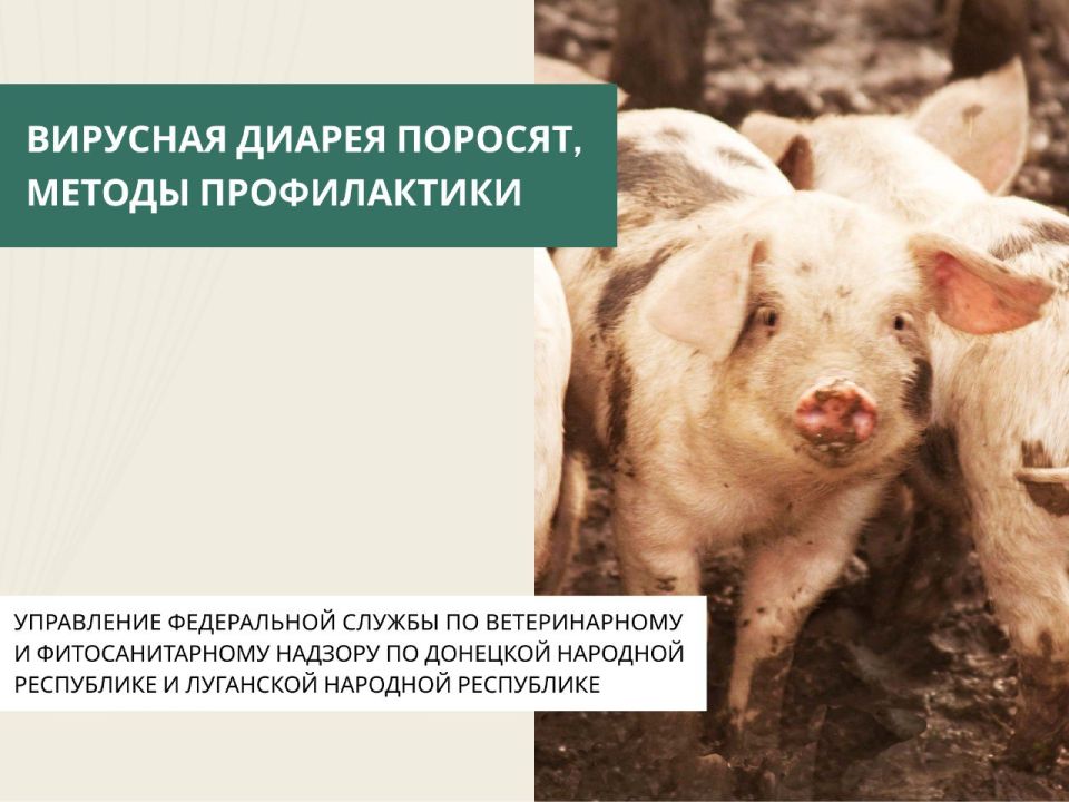 Вирусная диарея поросят (ВДП) – это не просто заболевание, а скорее «невидимый враг», требующий от свиноводческих хозяйств не столько реагирования на последствия, сколько создания мощной, эшелонированной системы обороны