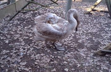 ���������� ��� �� ������������ ����� � ������� ������ ������-������