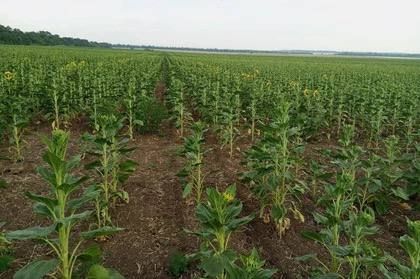 ������ �������� ����������� � ��� ���� � ������