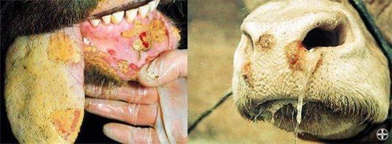 ������� ��� ��������� �� �����