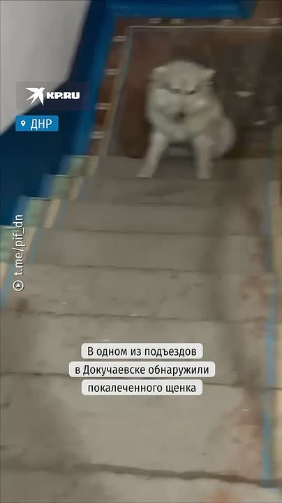 «На лапы пока не встает, но очень счастливый»: Руководитель Донецкого приюта «Пиф» забрала себе покалеченного в Докучаевске щенка