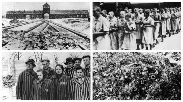 ������ ������ ����� ��������� 81-� ��������� ������������ ������ ������� ����� ������ ������ �������� (������) 14 - 28 ������ 2026�